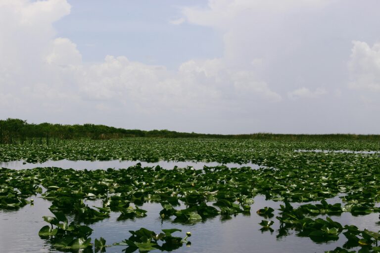 Tour Everglades in Italiano con Miami Opzionale
